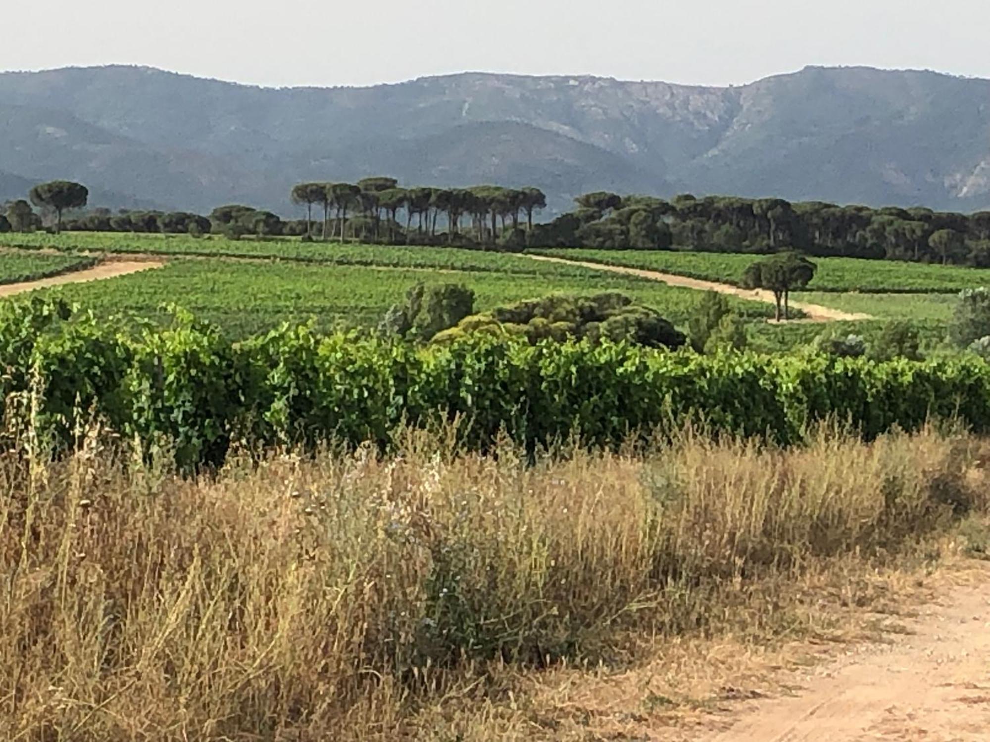 Sous Les Pins Parasols Vidauban Extérieur photo